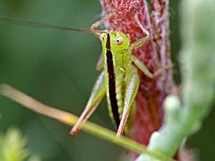 Lesser Meadow Katydid (nymph)